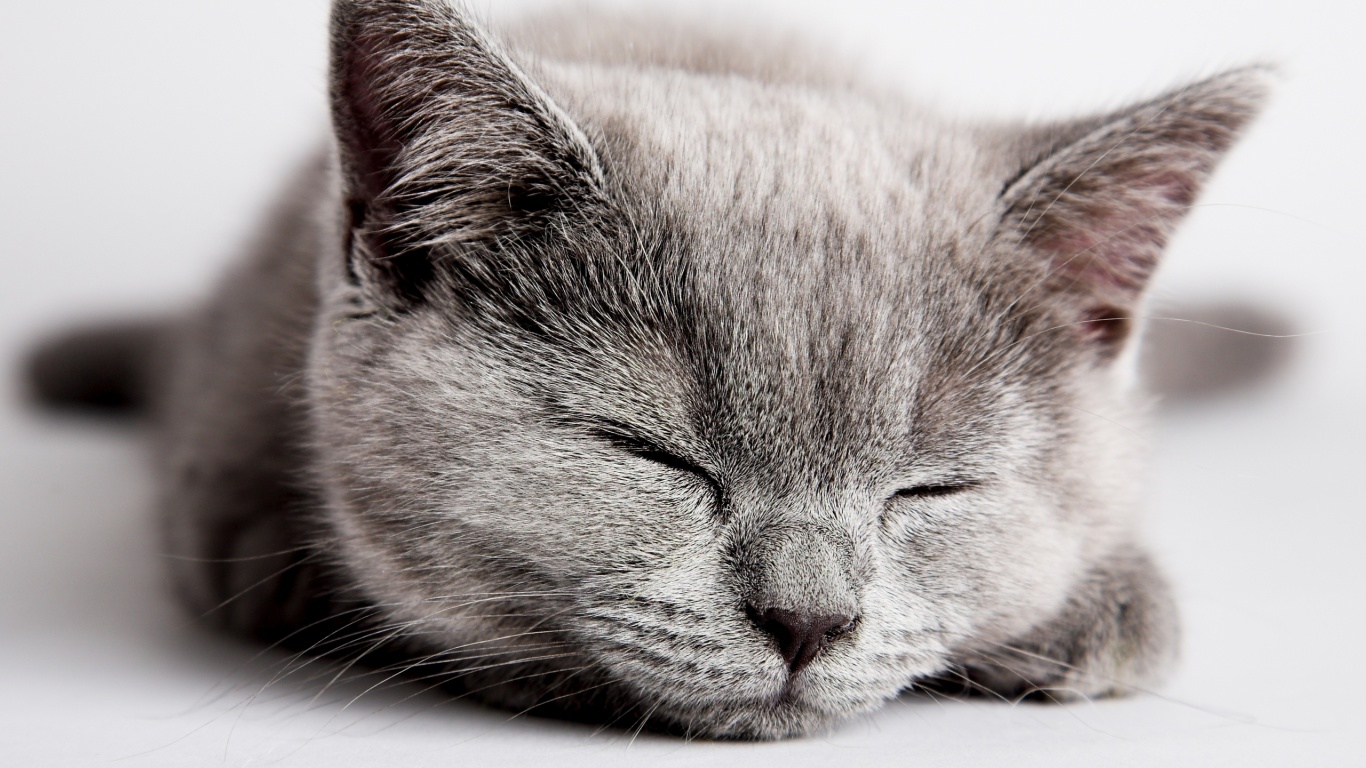 Gray Kittens Wallpaper Hd - HD Wallpaper 