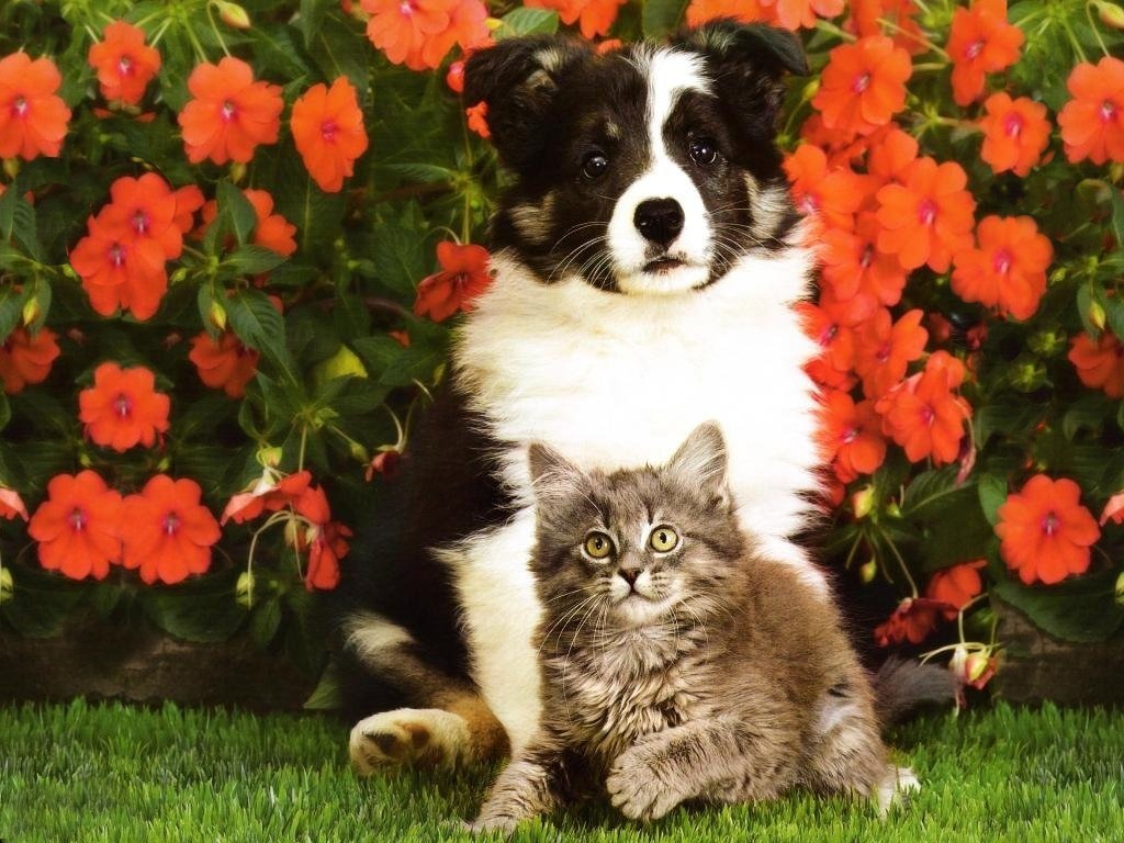 Collie Puppy And Tabby Kitten - Beautiful Puppies And Kittens - HD Wallpaper 