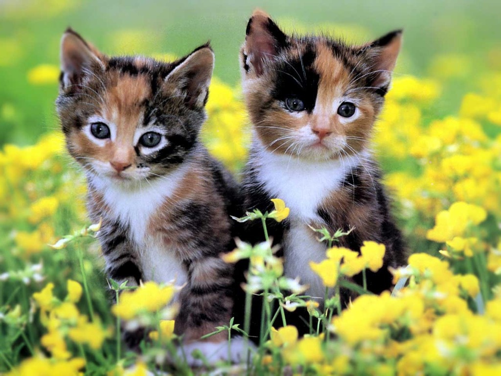 Cute Kittens Wallpapers Free On Wallpaper Hd Epic Wallpaperz - HD Wallpaper 
