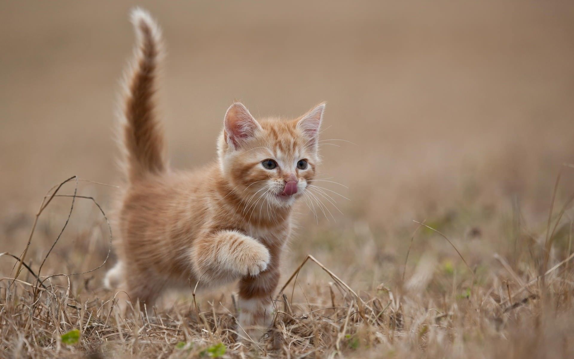 Kitten Wallpapers For Iphone Puppy, Hd - Kitten Desktop Background - HD Wallpaper 