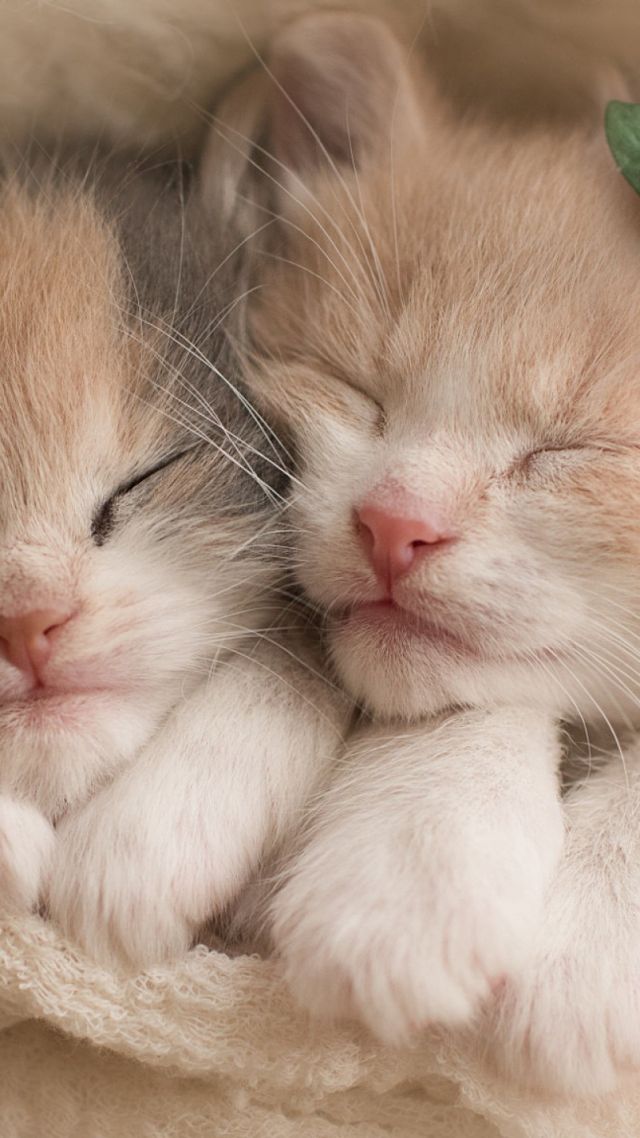 Baby Too Cute Kittens - HD Wallpaper 