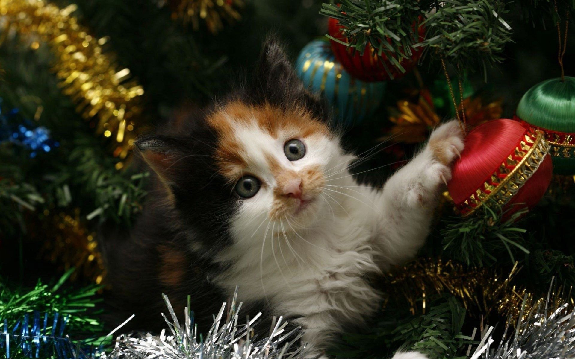 Cute Puppies And Kittens Wallpaper - HD Wallpaper 