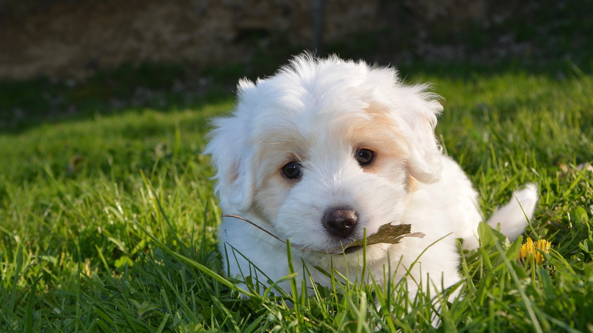 White Cute Puppy Hd Wallpaper - HD Wallpaper 