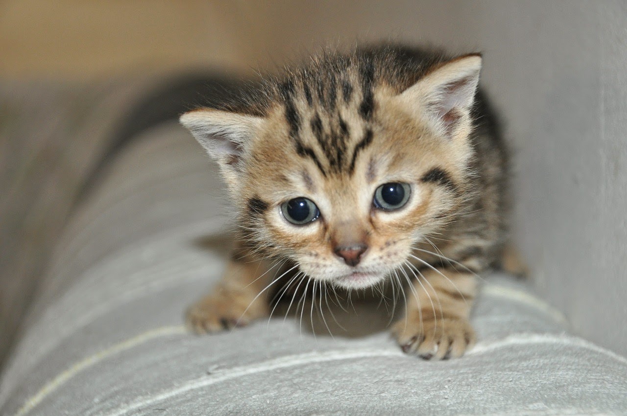 Cat Pussy Up Close - HD Wallpaper 