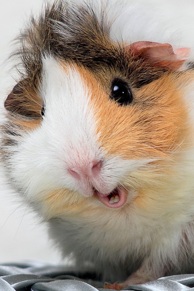 Wallpaper Guinea Pig, Spotted, Furry - High Resolution Guinea Pigs - HD Wallpaper 