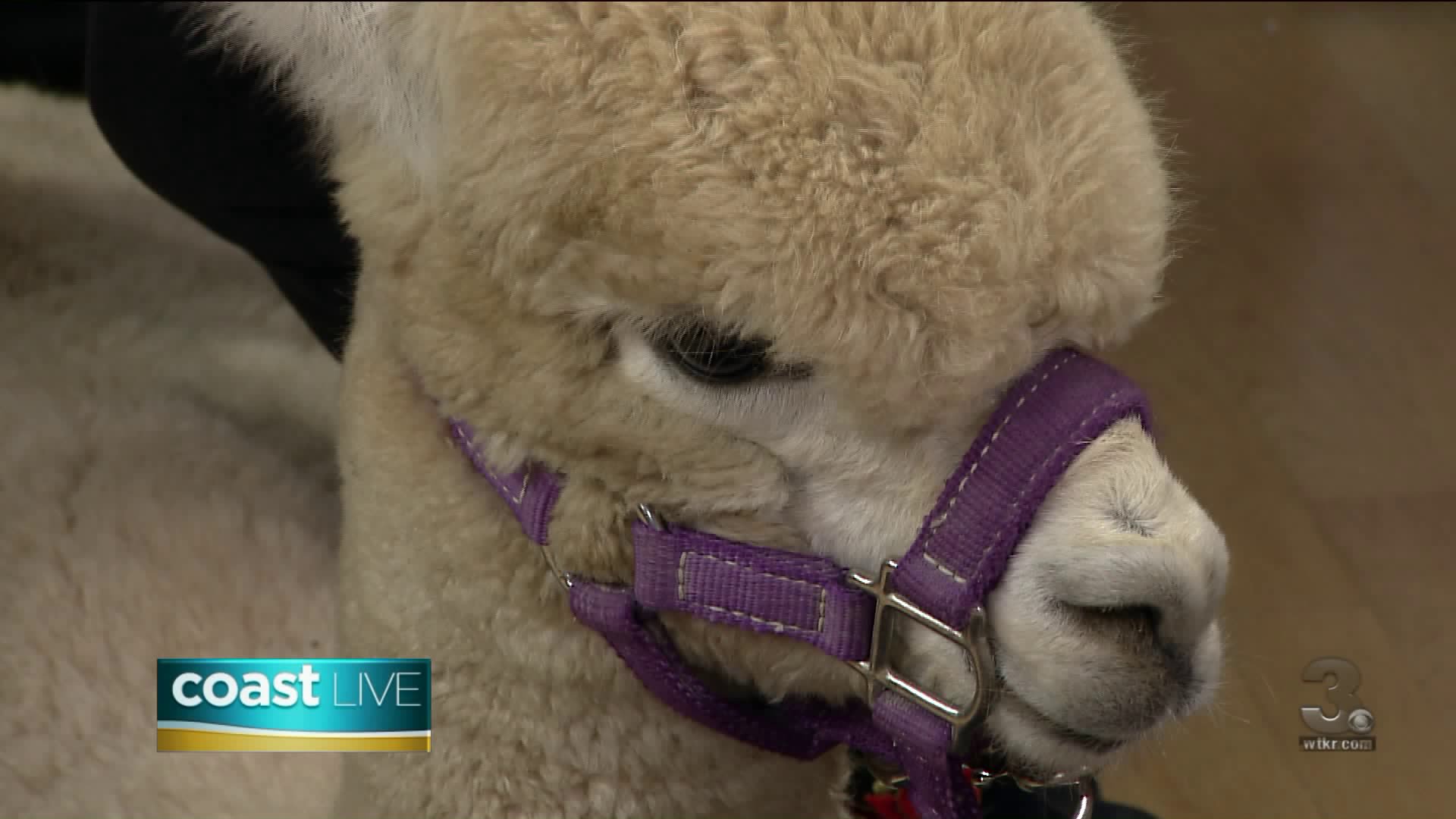 Items - [0] - Videotitle - Llama - HD Wallpaper 