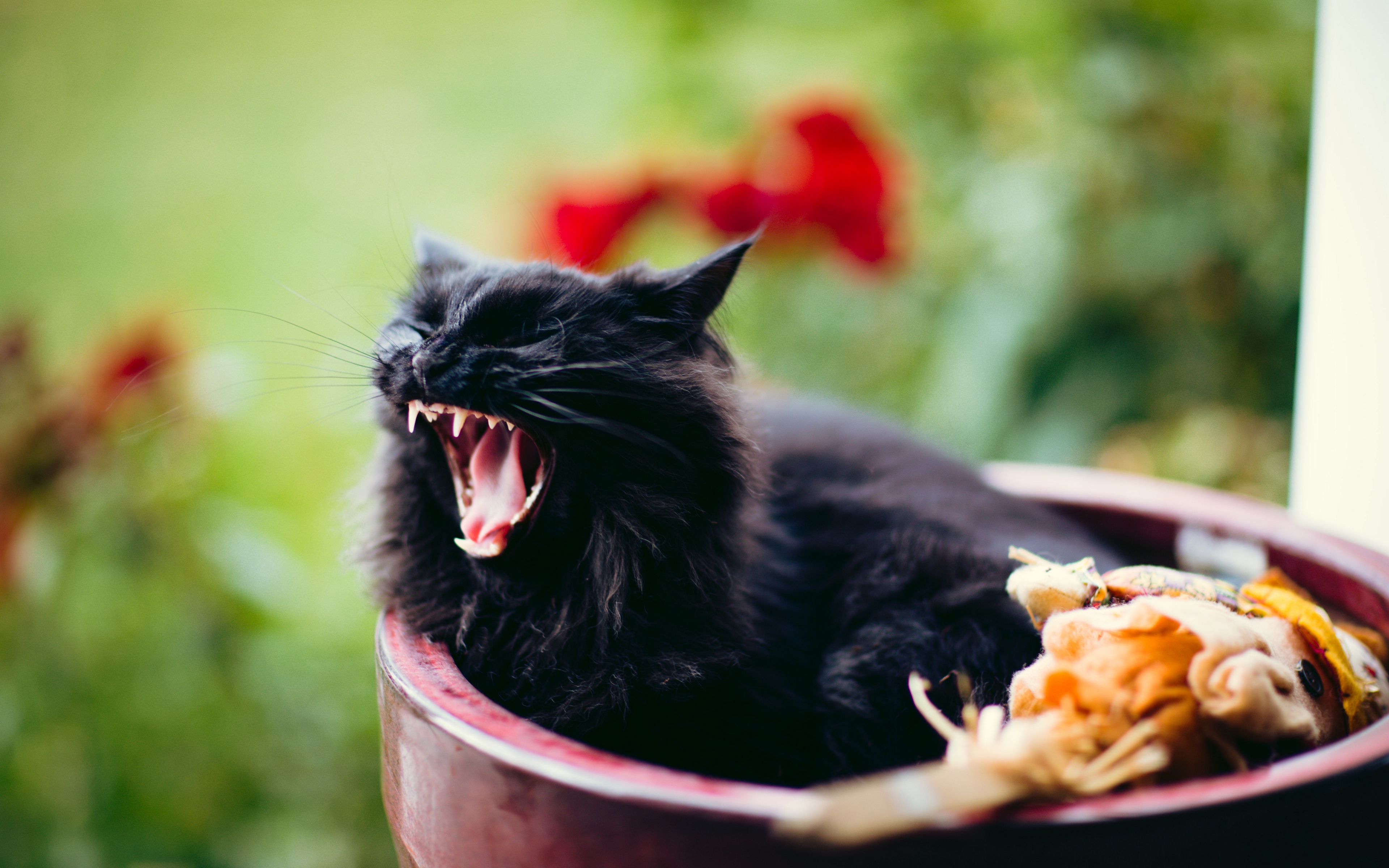 Wallpaper Cat, Grin, Scream, Black, Furry - Black Cat Grin - HD Wallpaper 