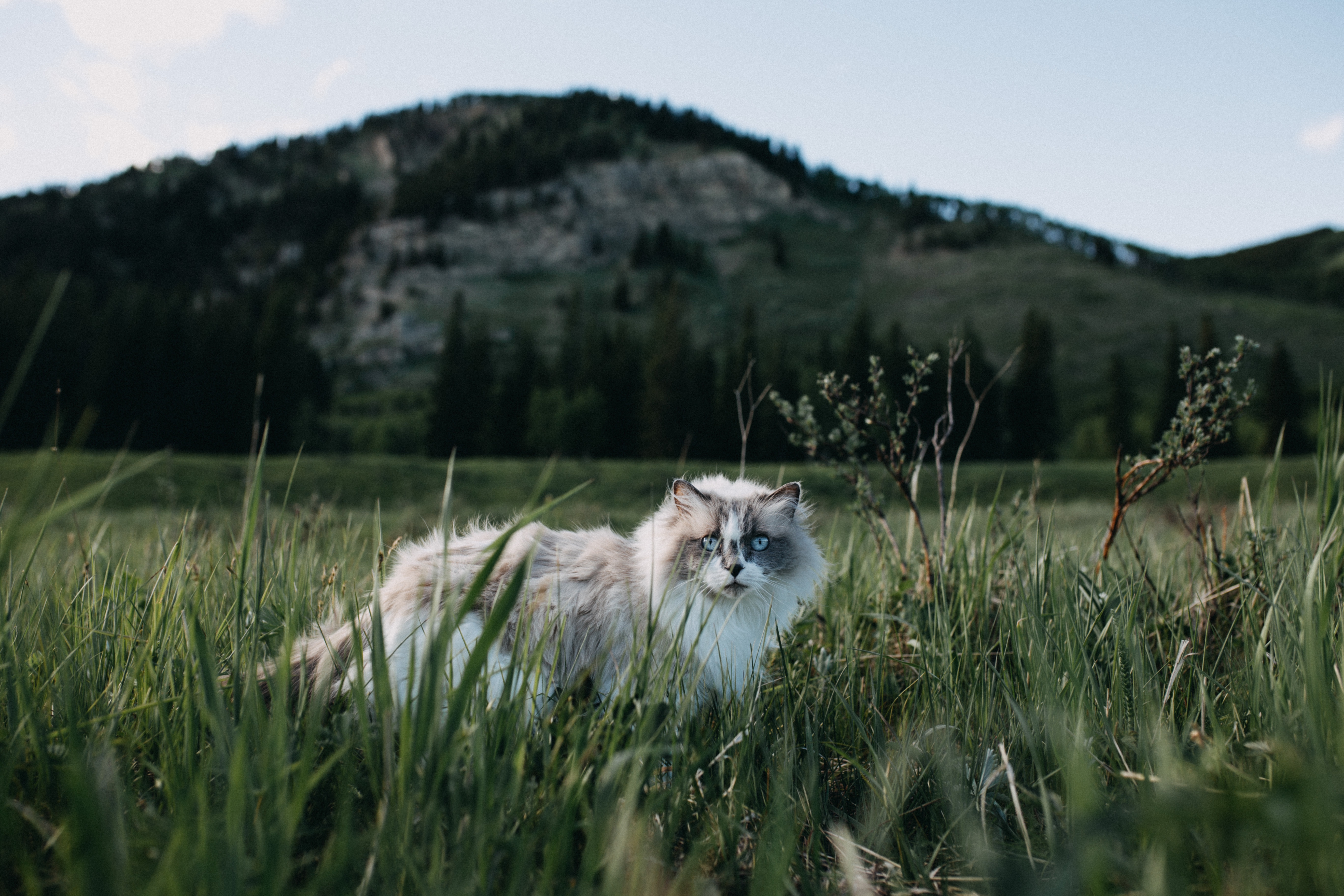 Cat In Field - HD Wallpaper 
