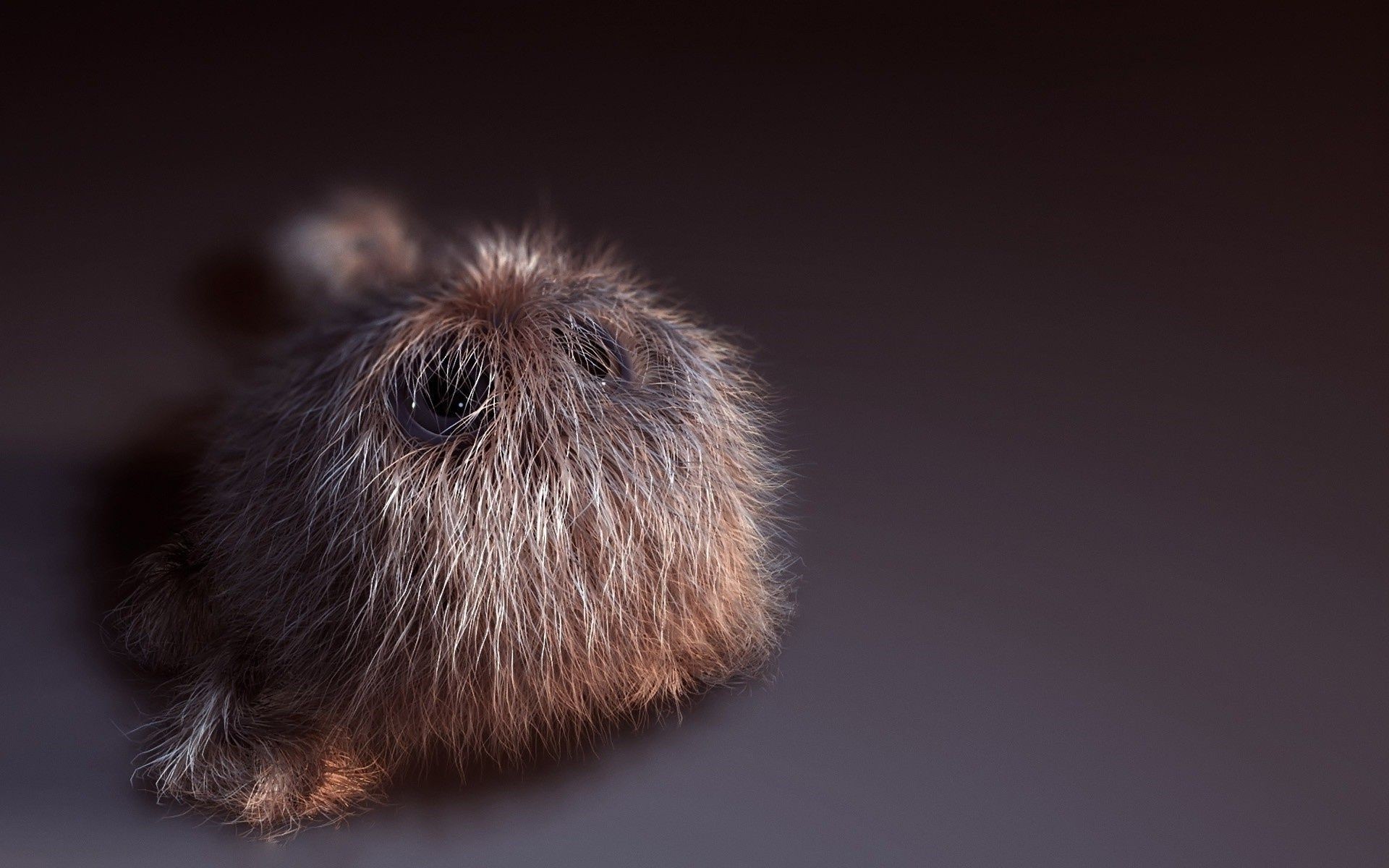 Animals Mammal Hairy Portrait One Rodent Fur Animal - Wallpaper - HD Wallpaper 