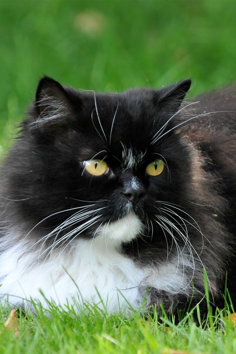 Wallpaper Cat, Furry, Lying - Domestic Long-haired Cat - HD Wallpaper 