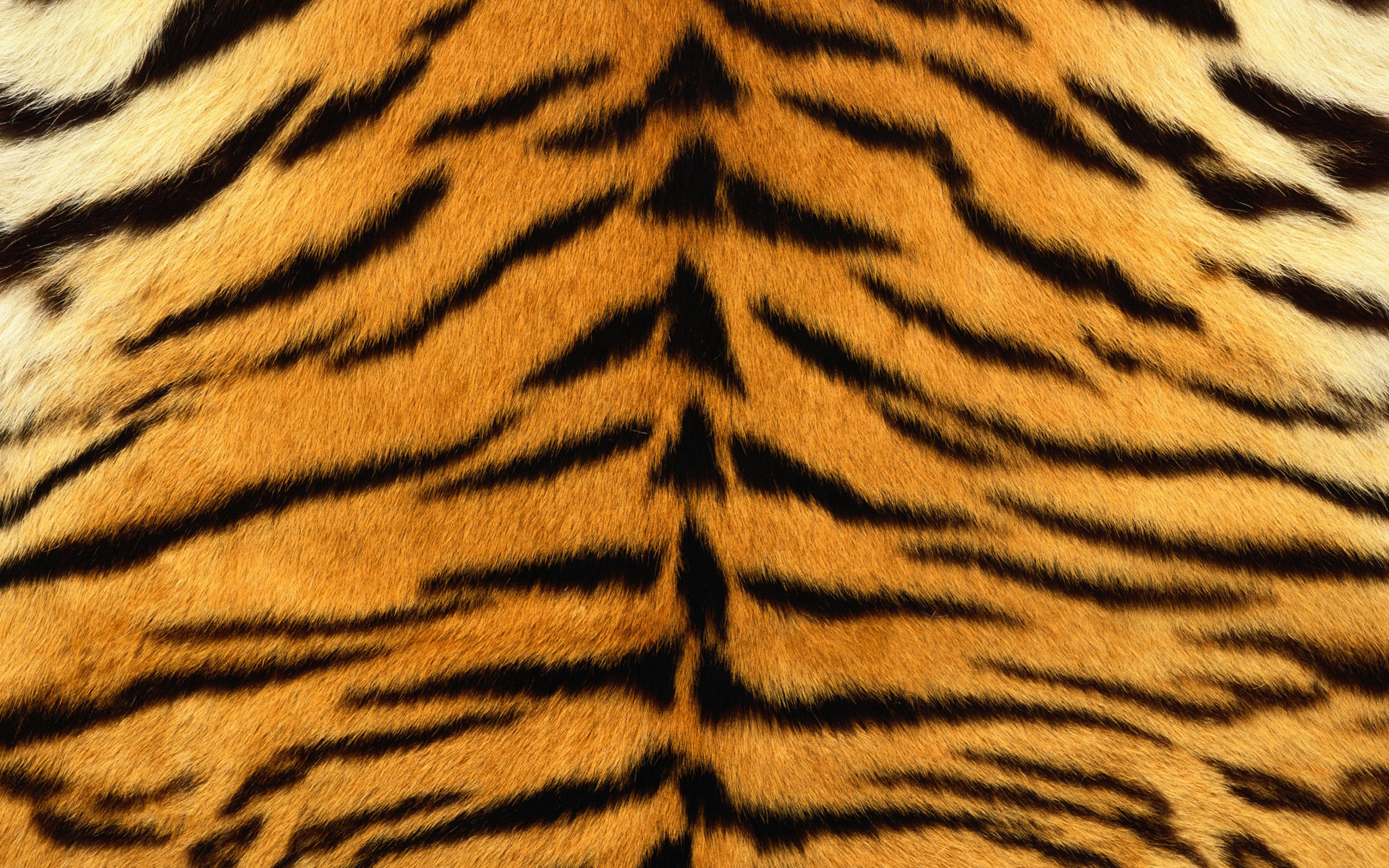 Tiger Print Background - HD Wallpaper 