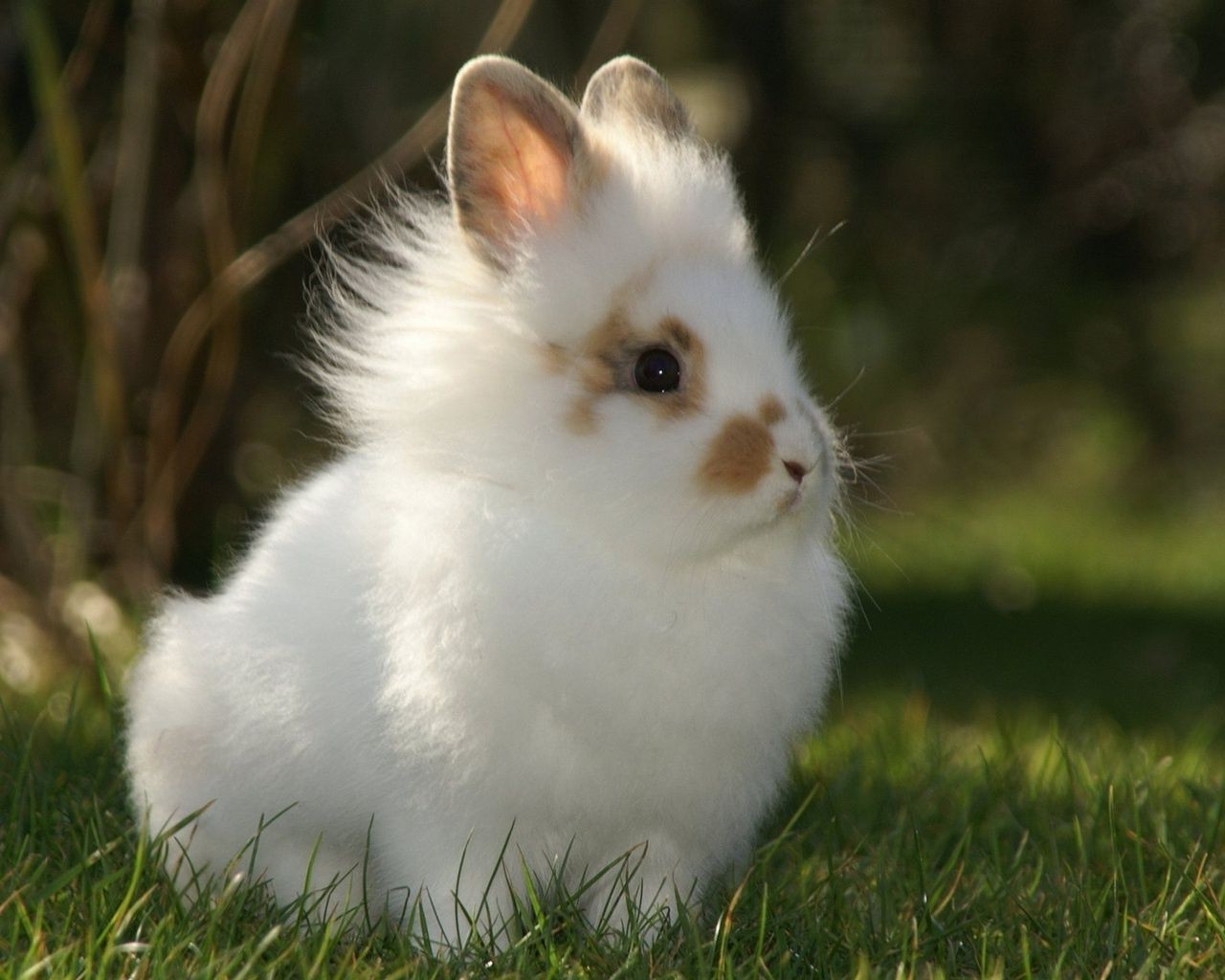Rabbits Cute Mammal Downy Rabbit Pet Rodent Animal - Милые Обои Для Телефона Зайчики - HD Wallpaper 