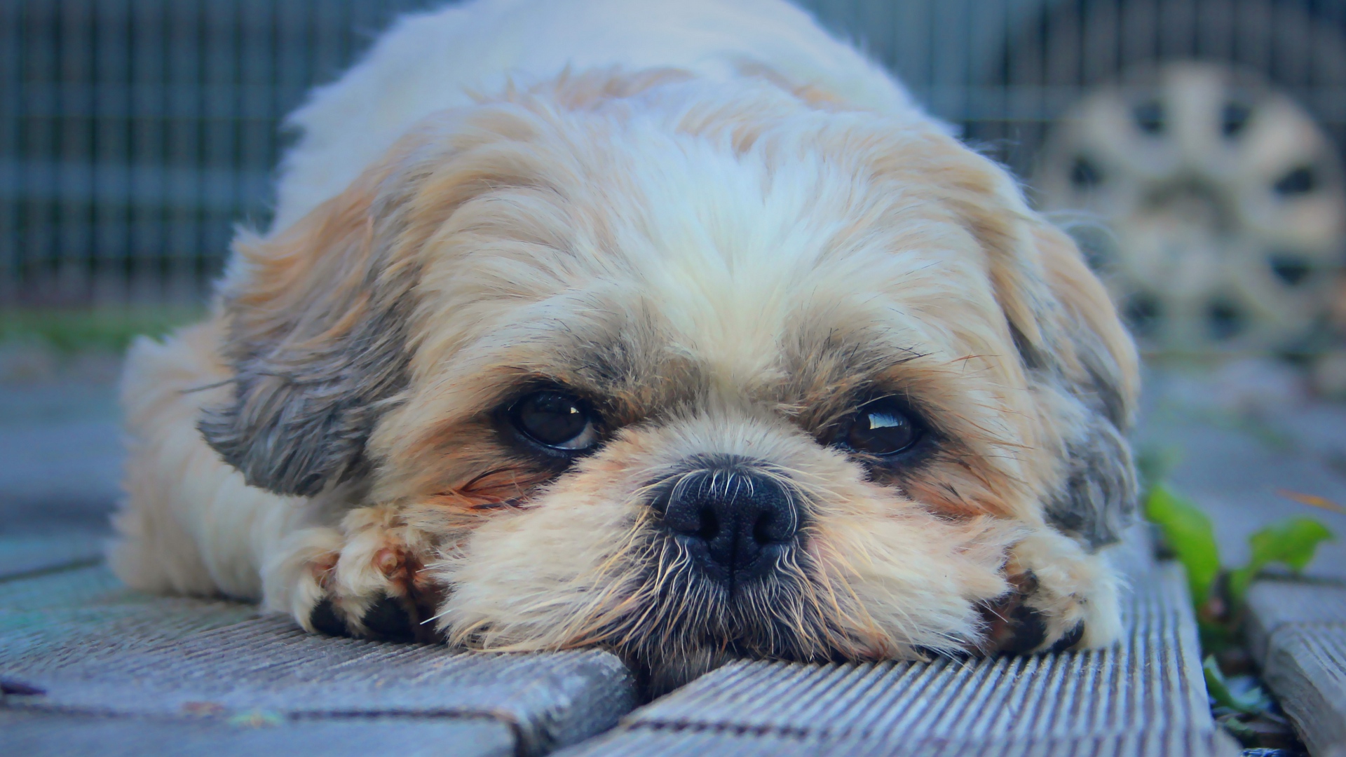 Wallpaper Shih Tzu, Dog, Muzzle, Look, Furry - Shih Tzu Wallpaper Hd - HD Wallpaper 