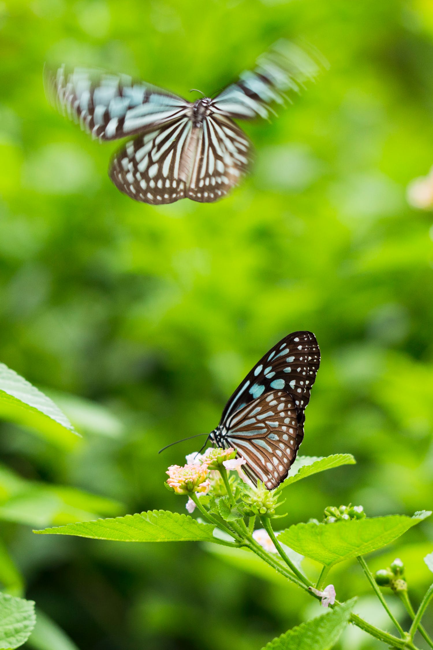 Colorful Butterfly Wallpapers, Full Hd, Green Plants, - Sunday Dp - HD Wallpaper 