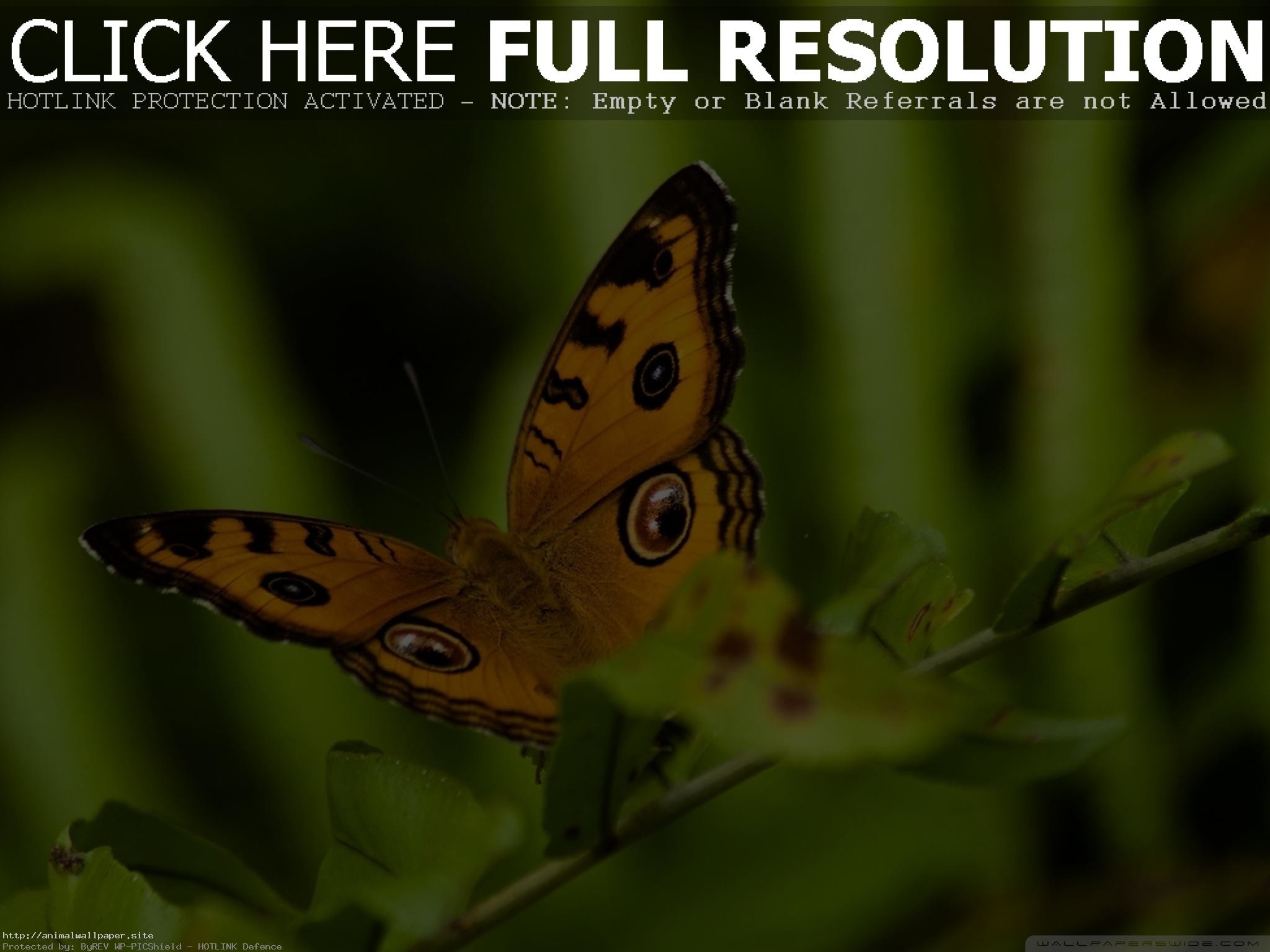 2048x1536, Great Orange And Black Butterfly Wallpaper - Warren Street Tube Station - HD Wallpaper 