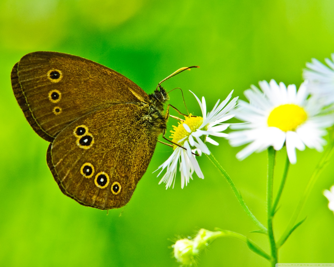 Feliz Cumpleaños Con Imagen De Mariposas - HD Wallpaper 