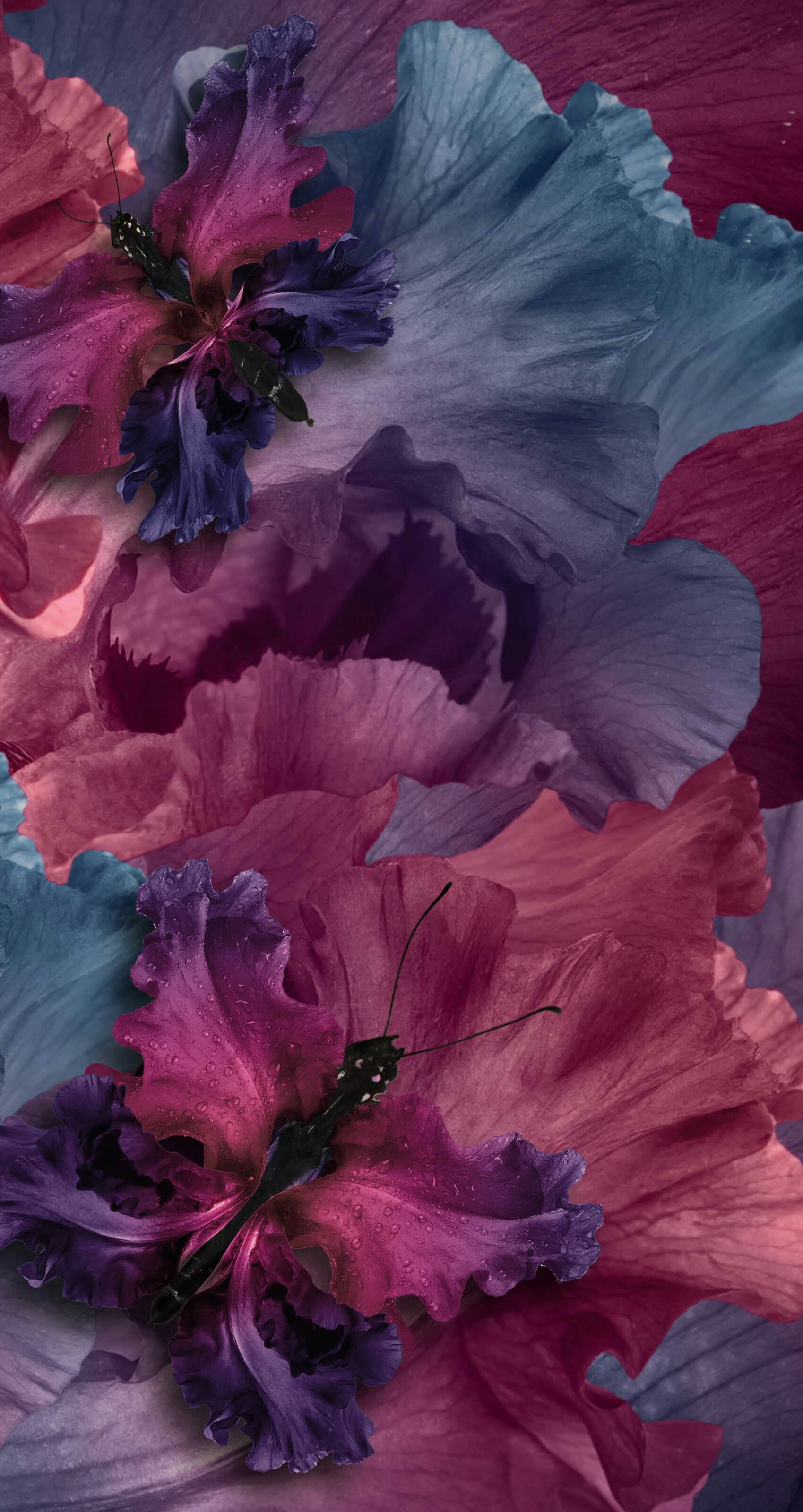 Irises - HD Wallpaper 