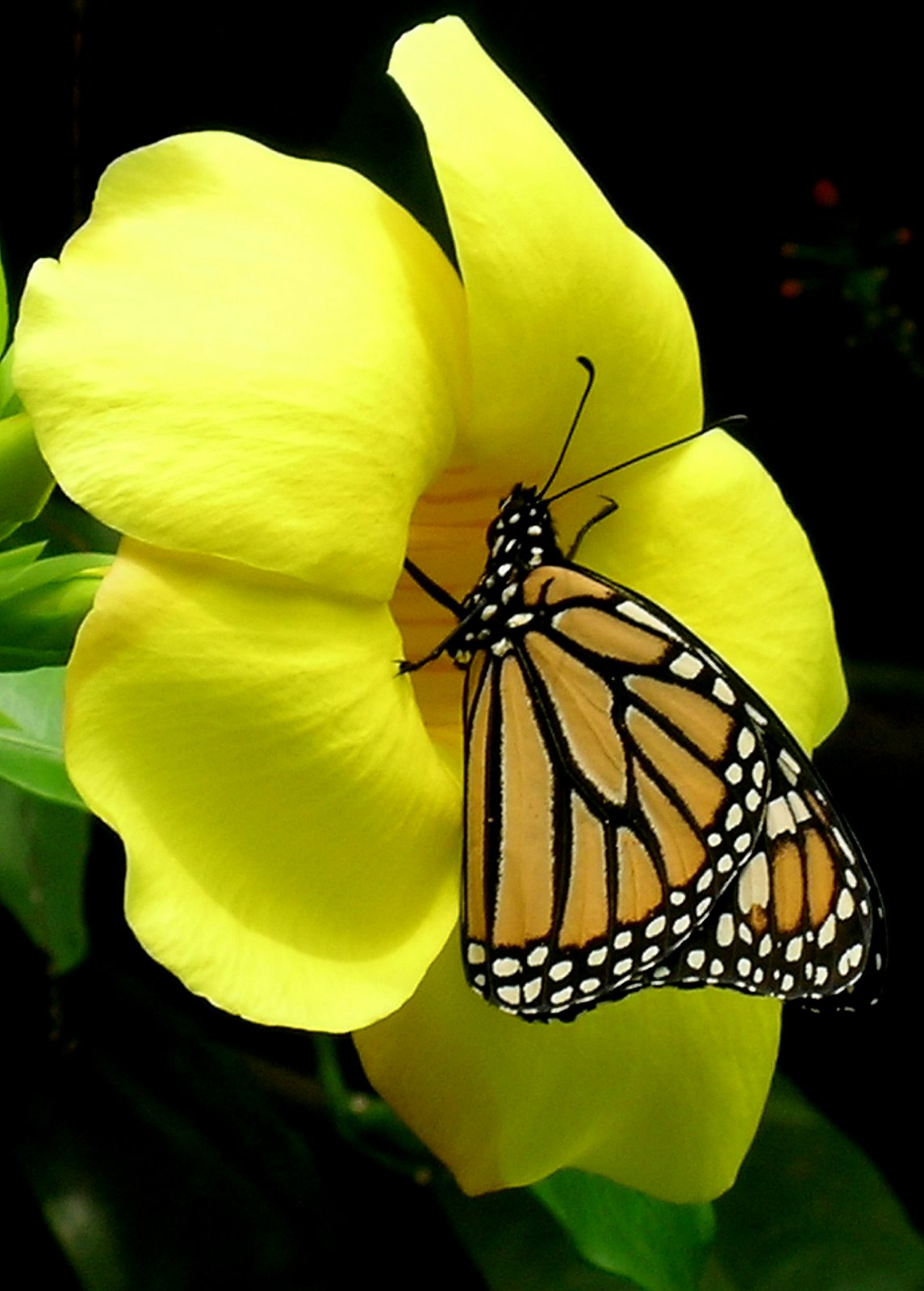 Love Butterfly Images With Flowers - HD Wallpaper 