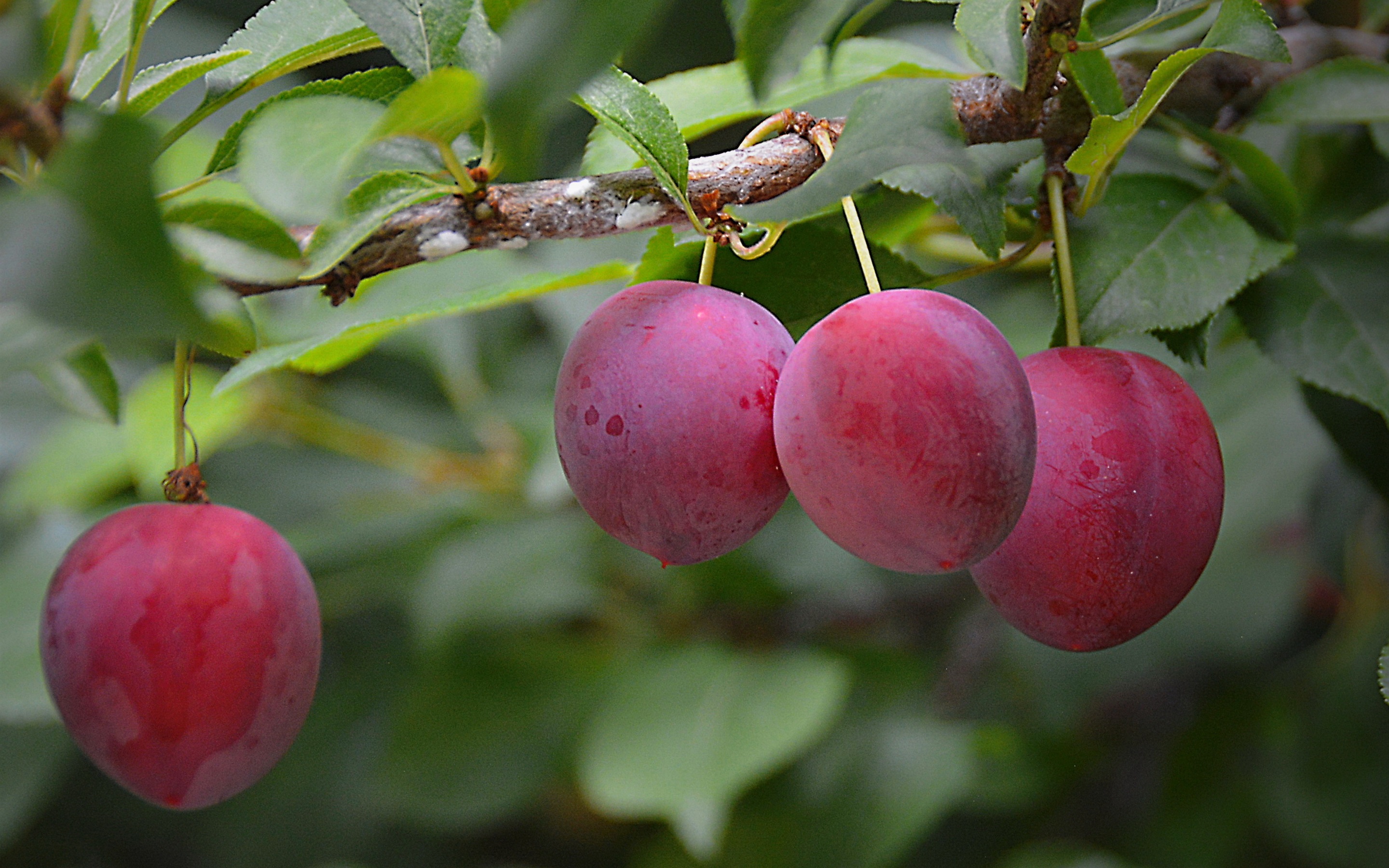 Wallpaper Fresh Plums, Fruit, Tree, Leaves - Hd Wallpapers Fruit Hd - HD Wallpaper 