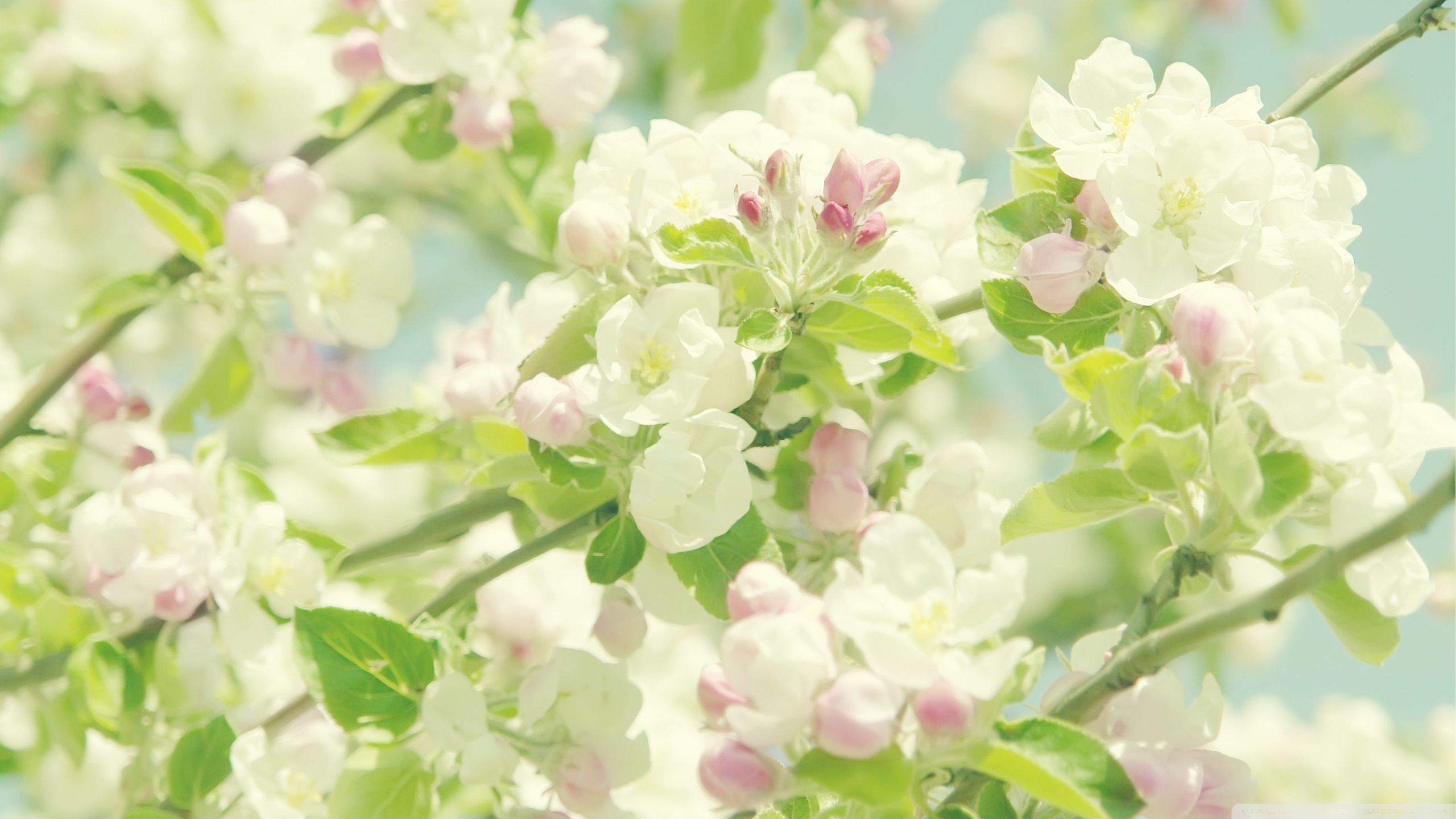 Apple Tree Full Hd - HD Wallpaper 