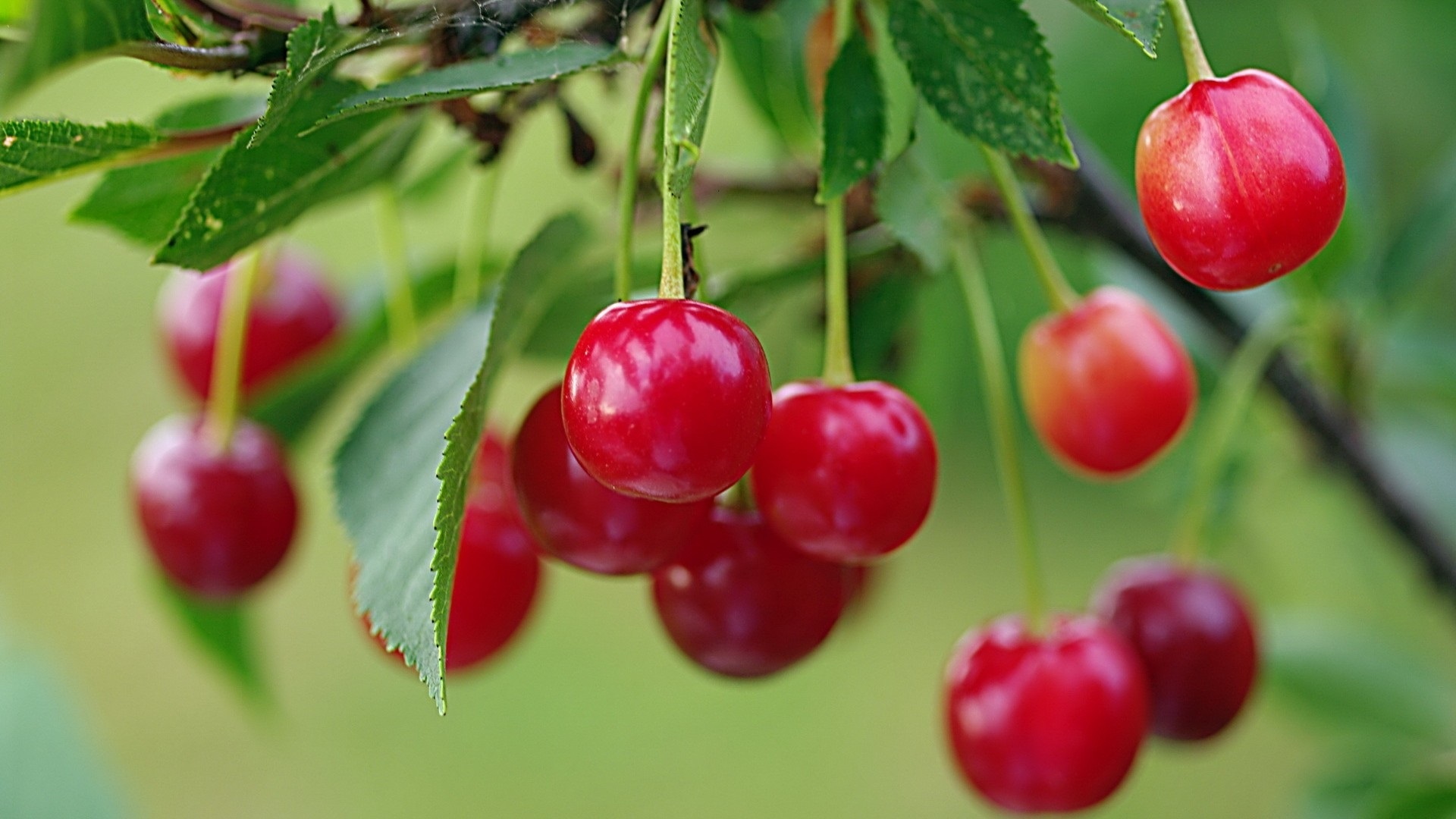 Wallpaper Cherry Tree, Fresh Fruit Cherries, Twigs - Cherry Wallpaper Hd Download - HD Wallpaper 