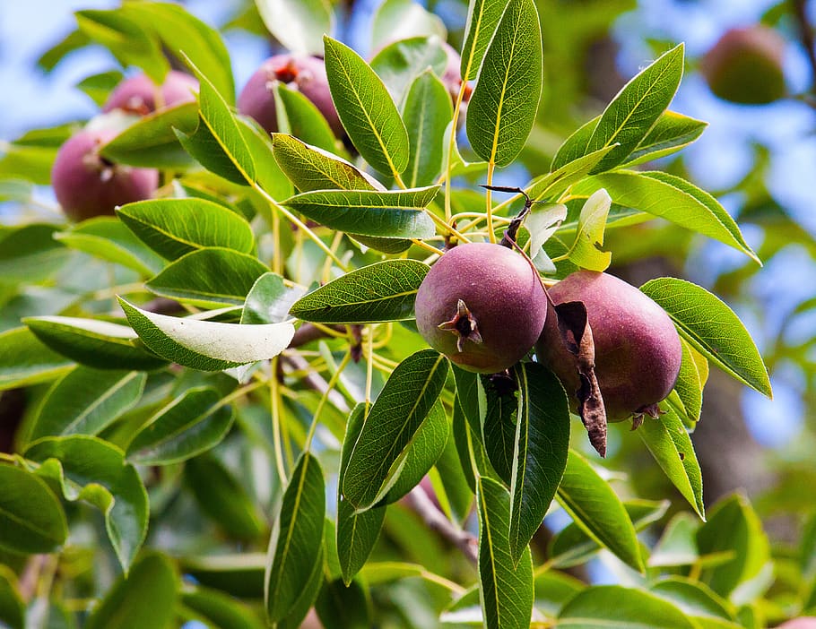 Apple Tree, Fruit, Fruit Trees, Nature, Mature, Red, - Fruit - HD Wallpaper 