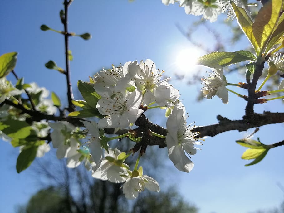 Flowers, Sun, Sky, Leafs, Branches, Nature, Wallpaper, - Sun Sky Flower - HD Wallpaper 