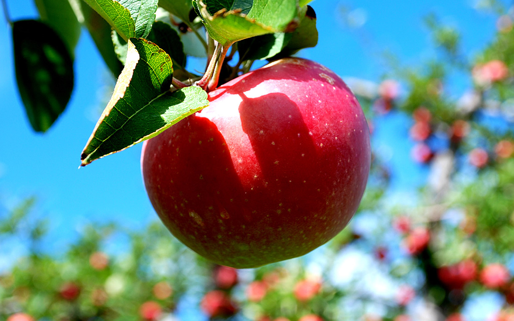 Beautiful Apple Tree Hd - HD Wallpaper 