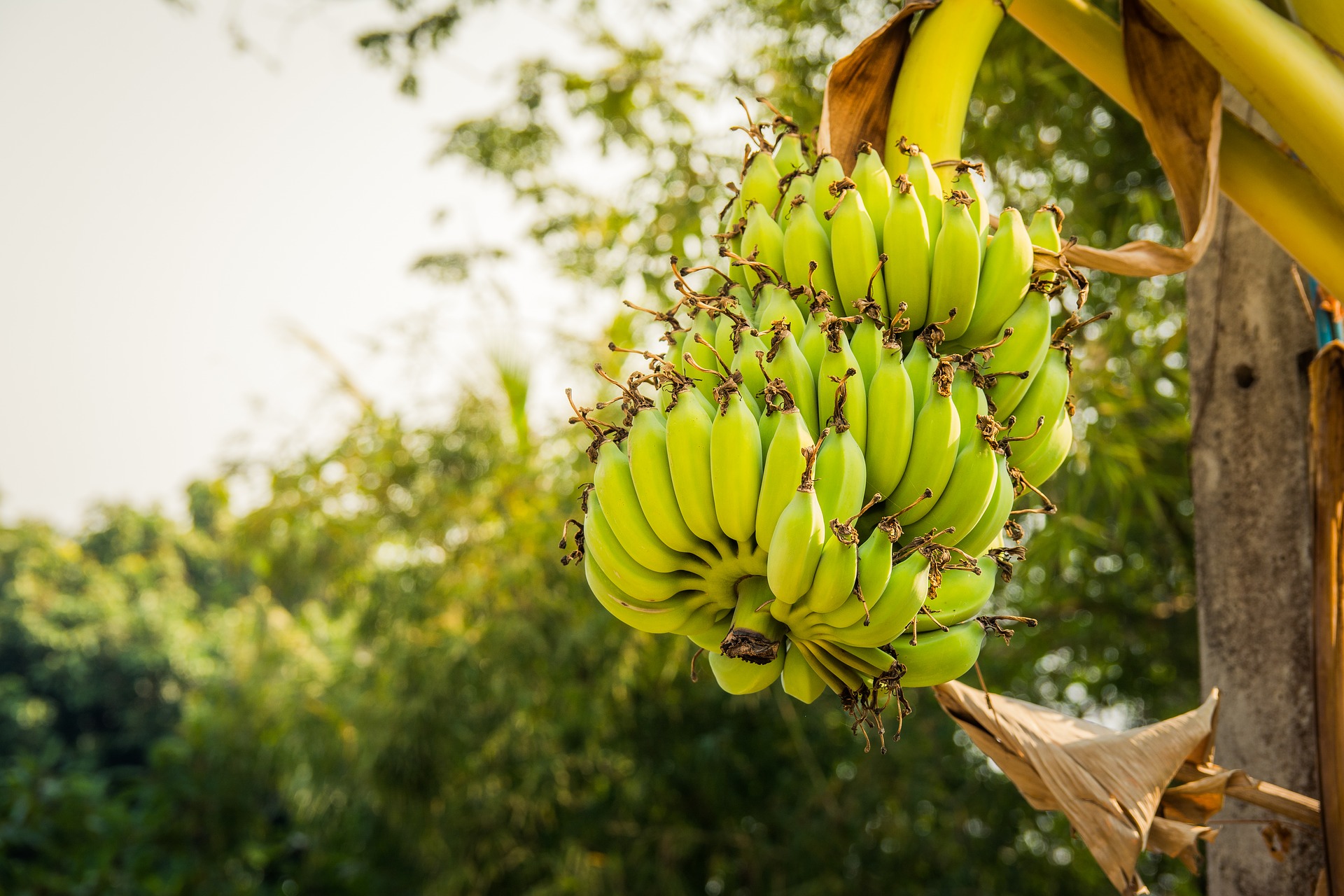 Best Hd Wallpaper Of Banana Tree With Fruit In 1920x1280p - Banana Organica - HD Wallpaper 