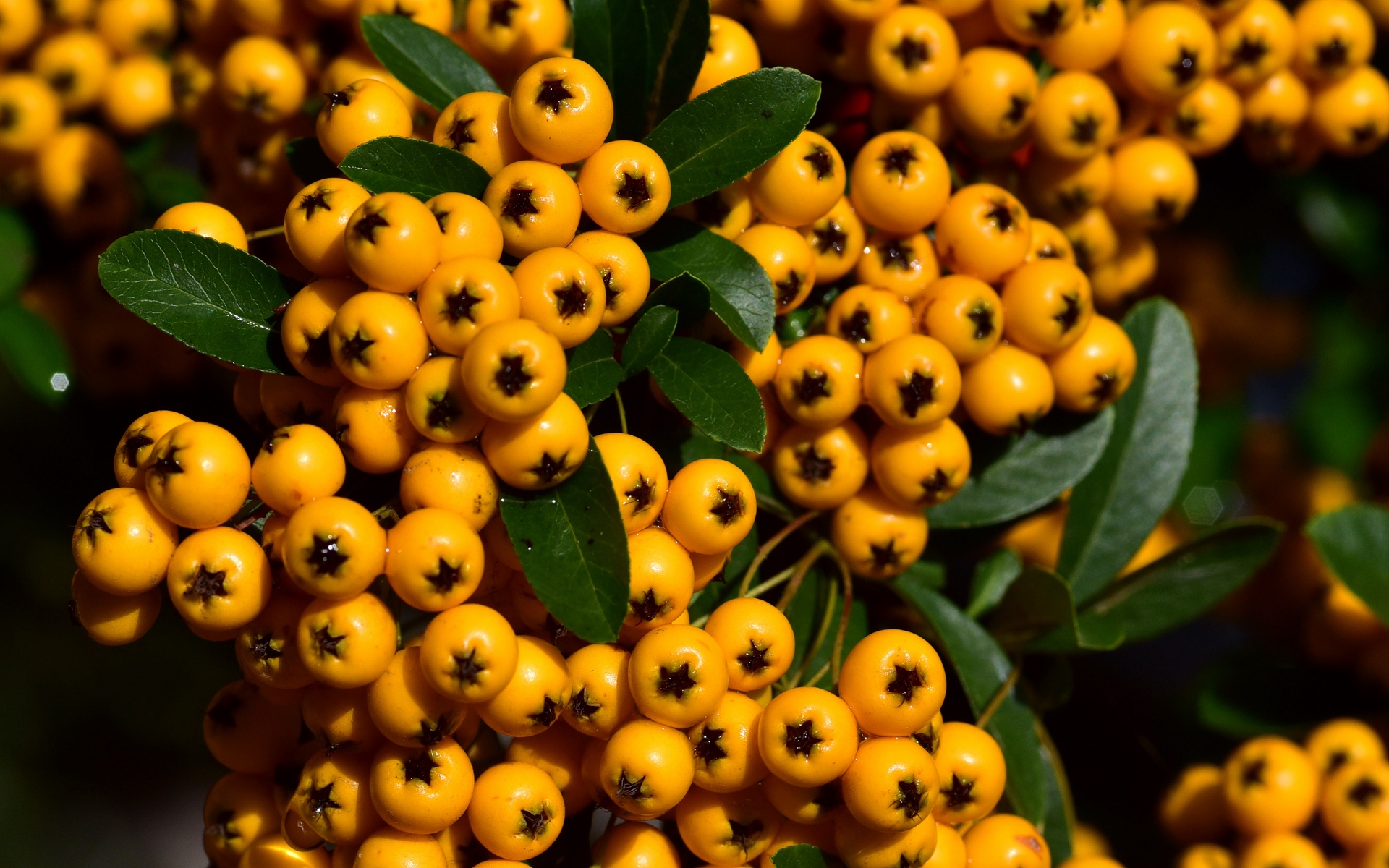 Yellow Fruits Wallpaper Hd - Orange Fruit Wallpaper Hd - HD Wallpaper 