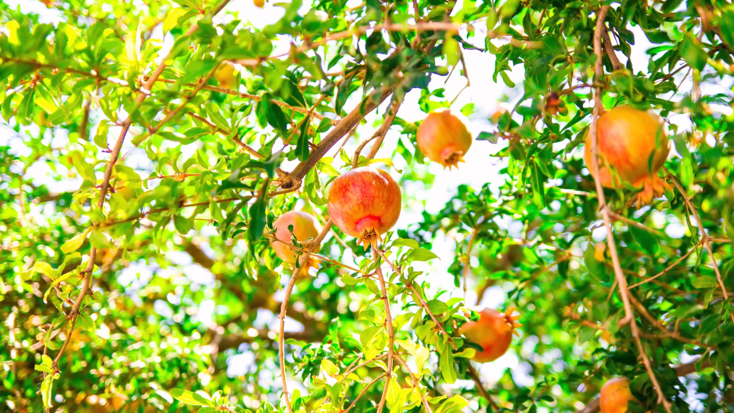 Pomegranate Tree - 2560x1440 Wallpaper Pomegranate Tree - 2560x1440 Wallpaper
