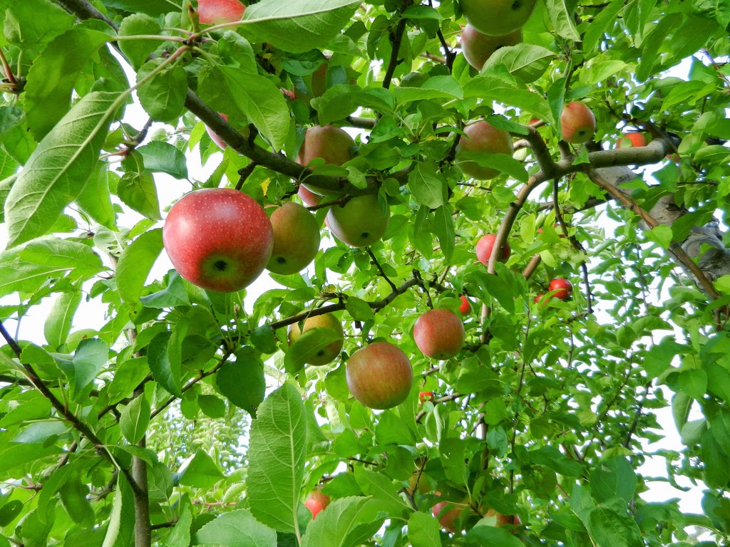 Kashmir Apple Tree Hd - HD Wallpaper 