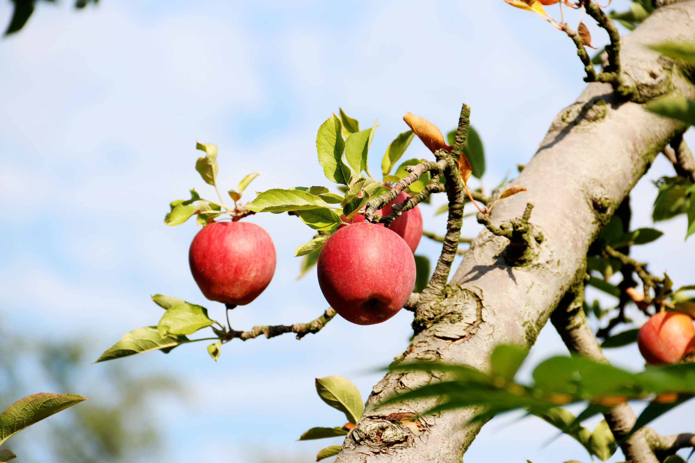 Apples On The Tree - HD Wallpaper 