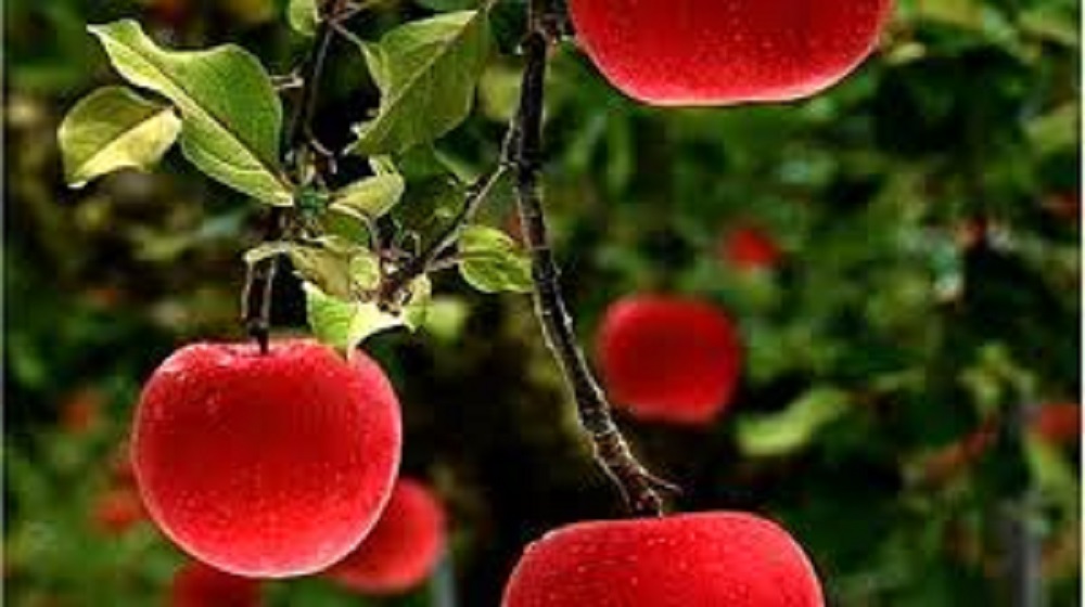 Apple Tree Wallpapers Desktop Widescreen - Most Beautiful Red Apple Tree - HD Wallpaper 