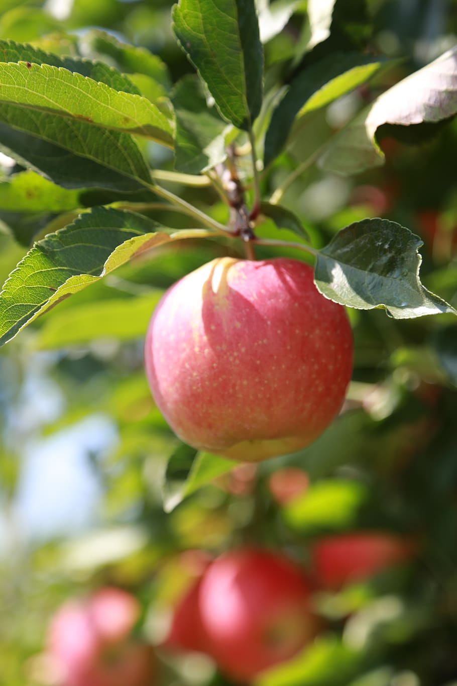 Apple, Apple Tree, Fruit, Orchard, Wood, Nature, Red, - Manzana Arbol - HD Wallpaper 