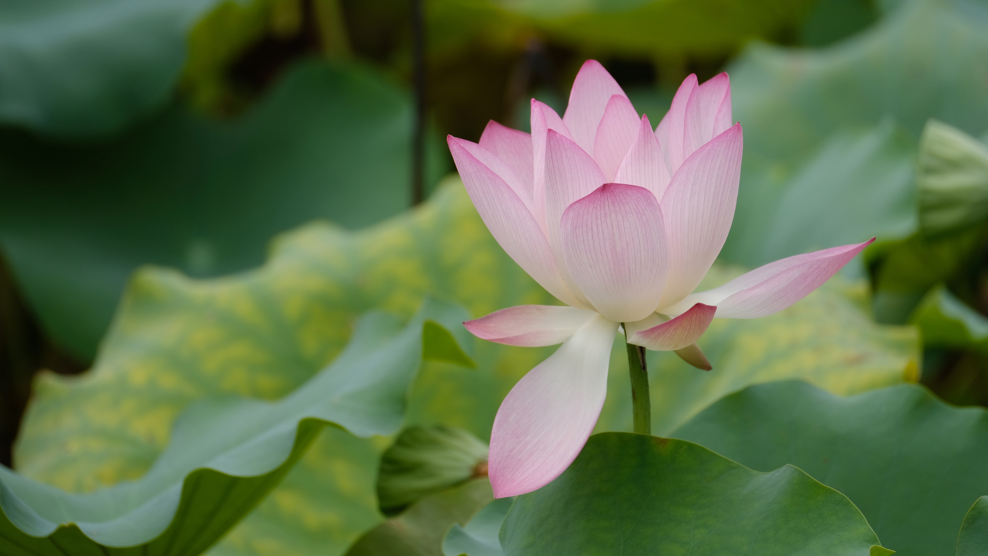 Lotus Wallpaper For Mobile - HD Wallpaper 