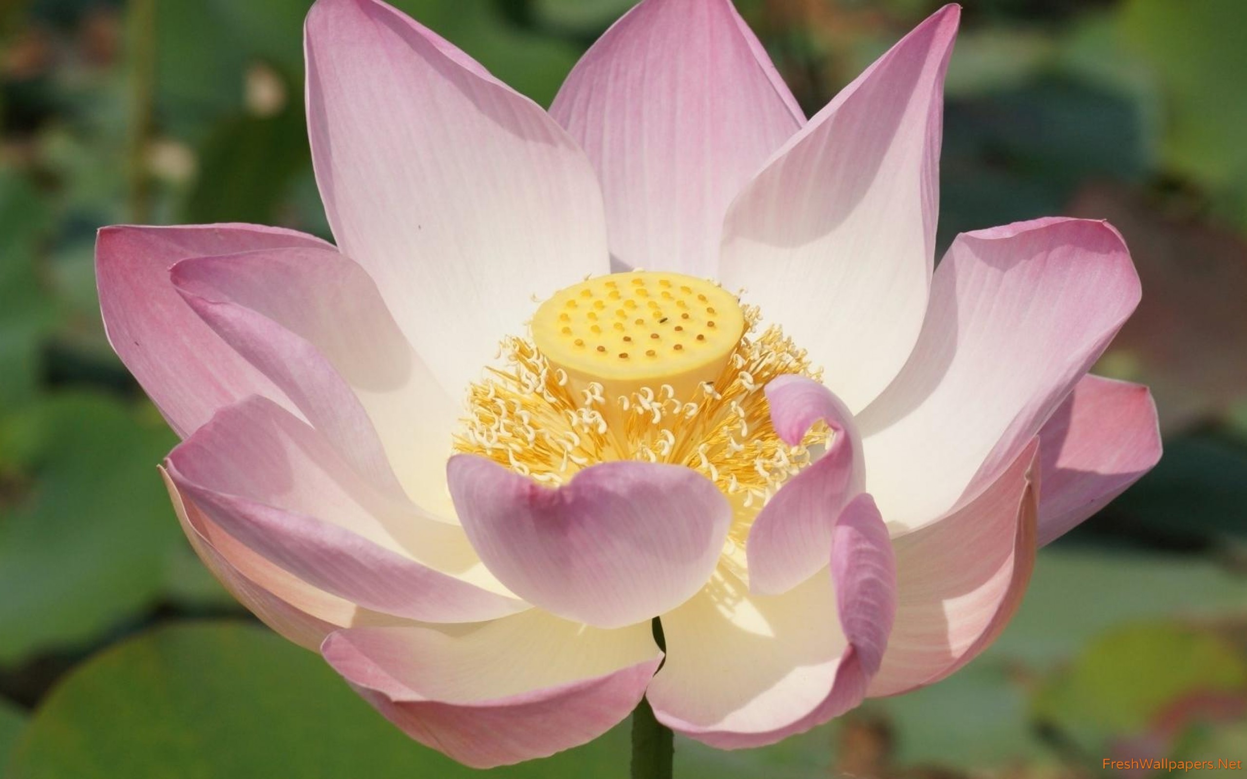 Sacred Lotus - HD Wallpaper 