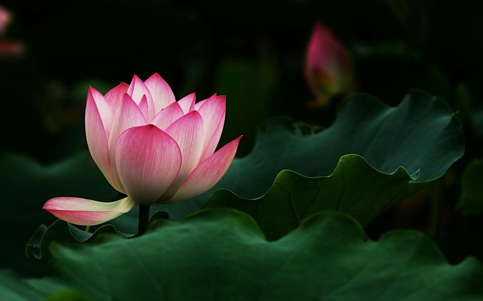 Beautiful Lotus Flower Wallpaper,lotus Hd Wallpaper,leaves - Lotus Flower Wallpaper 4k - HD Wallpaper 