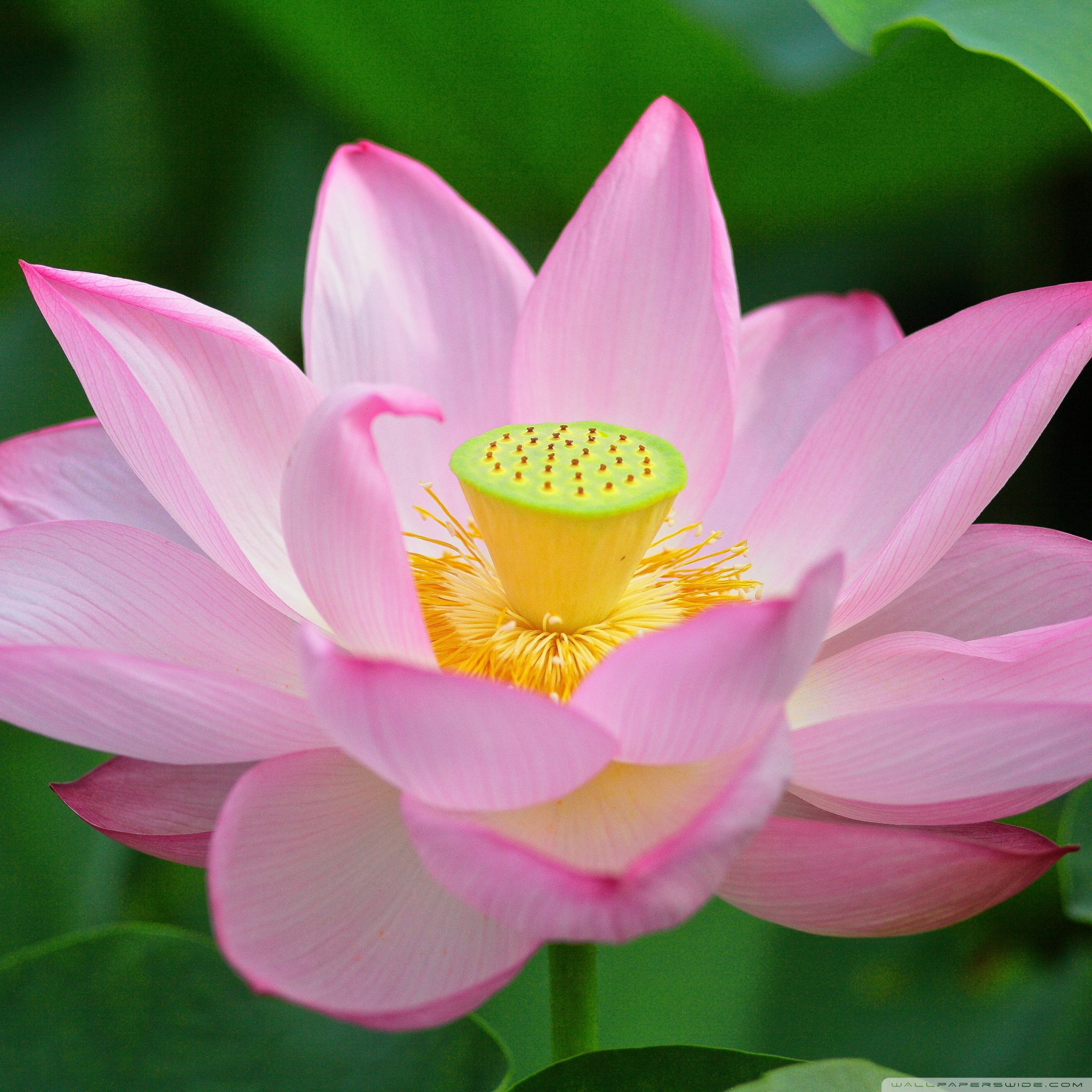 Tablet Computer - HD Wallpaper 