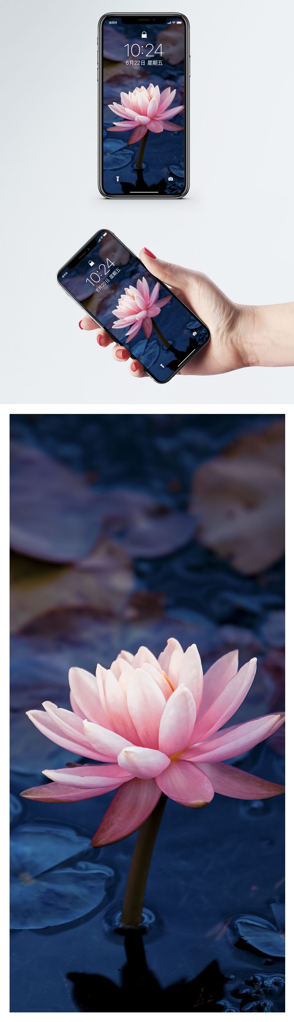 Water Lily Phone Screensaver - HD Wallpaper 