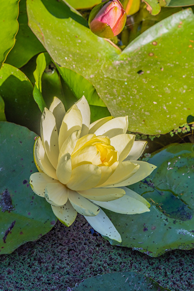 Lotus Wallpaper For Mobile 640x960 Wallpaper teahub.io