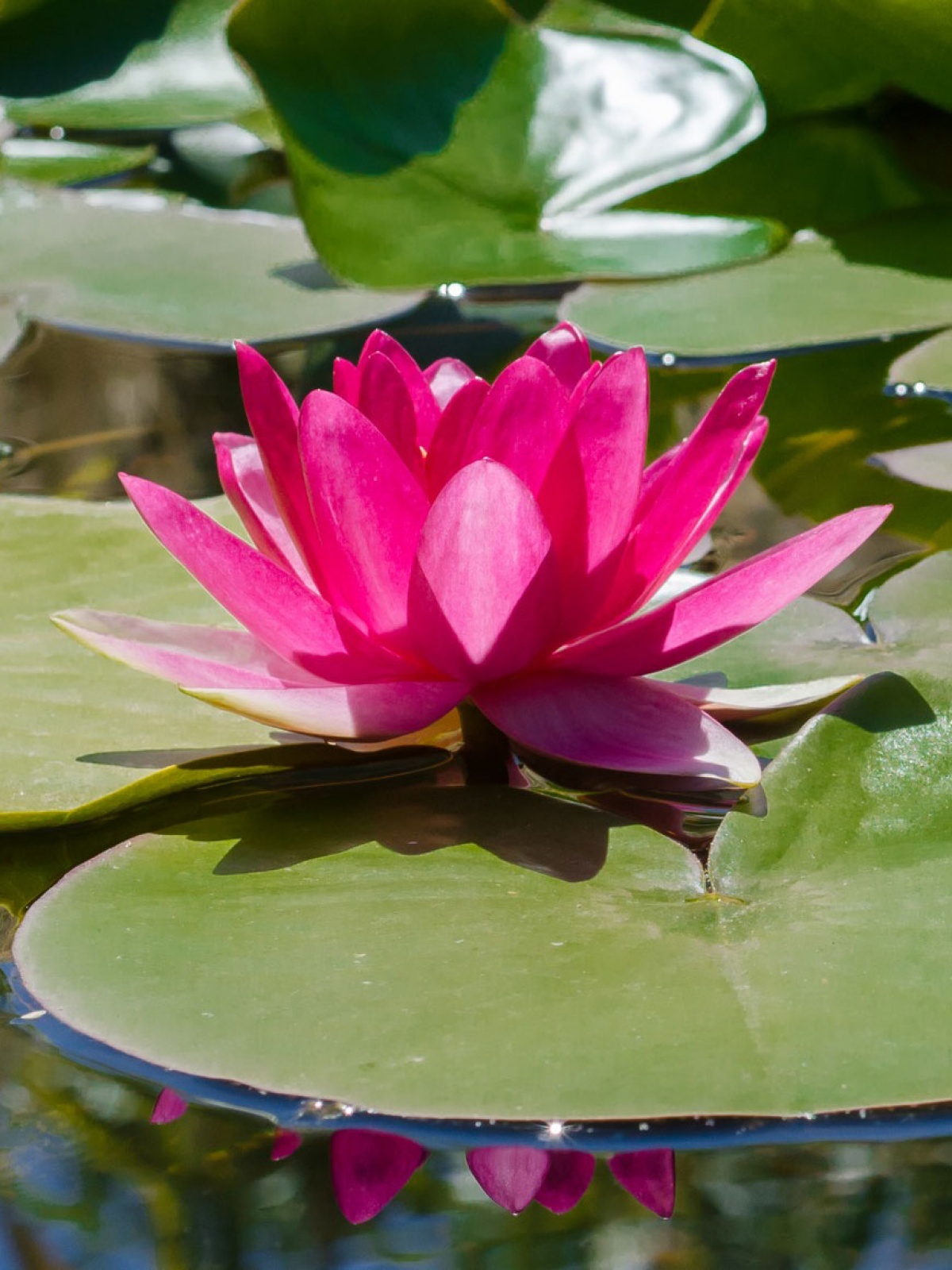 Water Lily - HD Wallpaper 