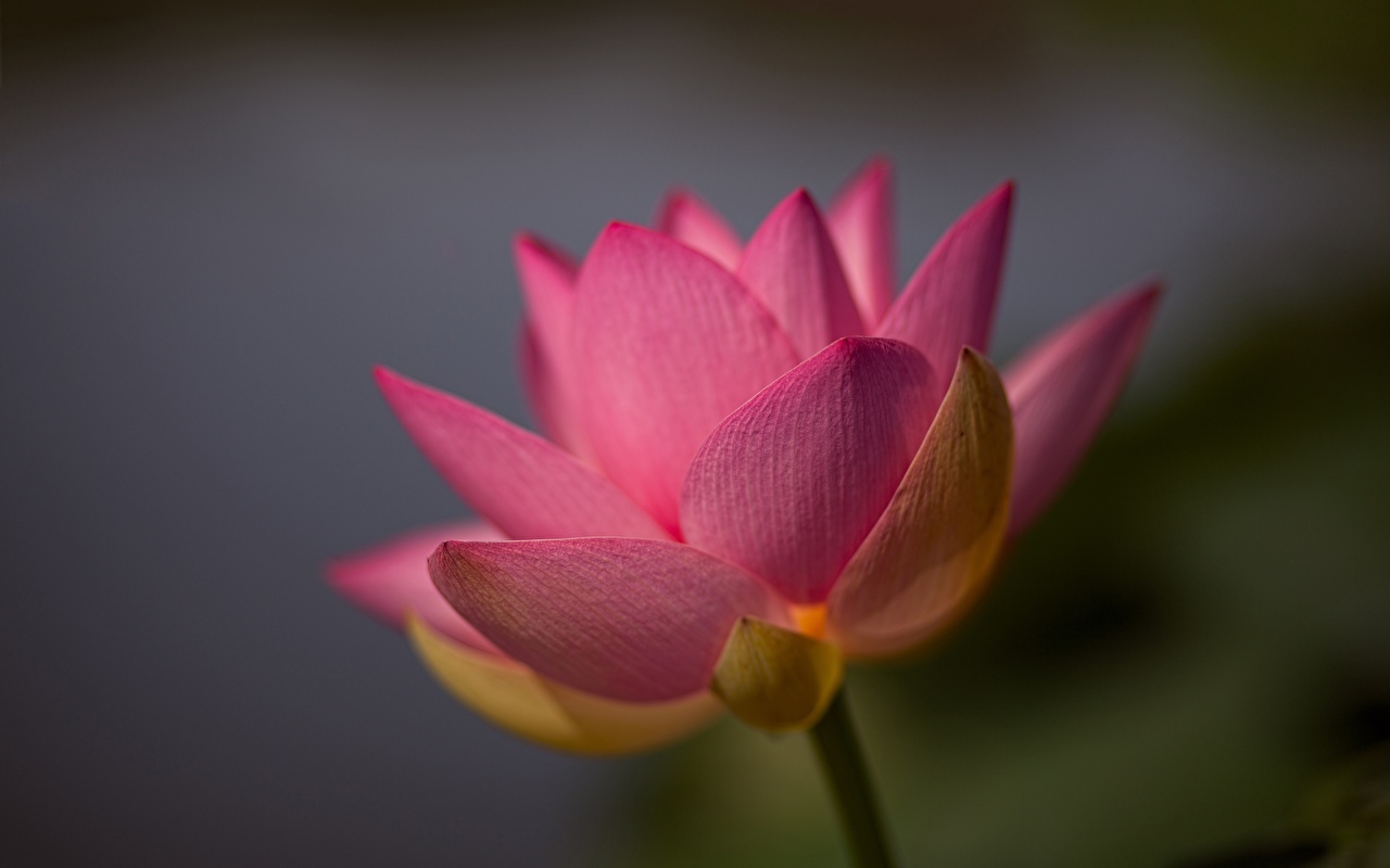 Lotus Flower - HD Wallpaper 