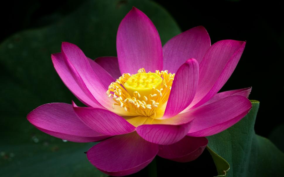 Pink Lotus Flower Close-up, Green Leaves Wallpaper,pink - Lotus Leaves And Flowers - HD Wallpaper 