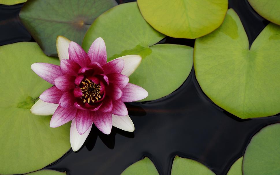 Beautiful Water Lotus Flower Wallpaper,nature Hd Wallpaper,flower - Beautiful Water Lily Flower - HD Wallpaper 