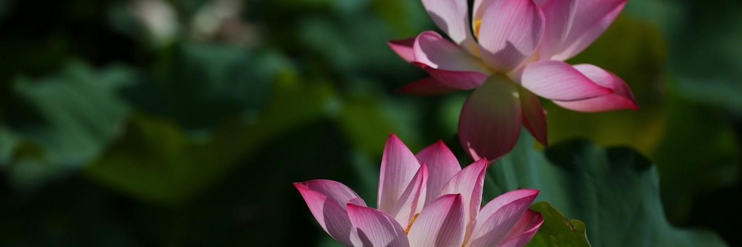 Iphone Lotus Hd - 1500x500 Wallpaper - teahub.io