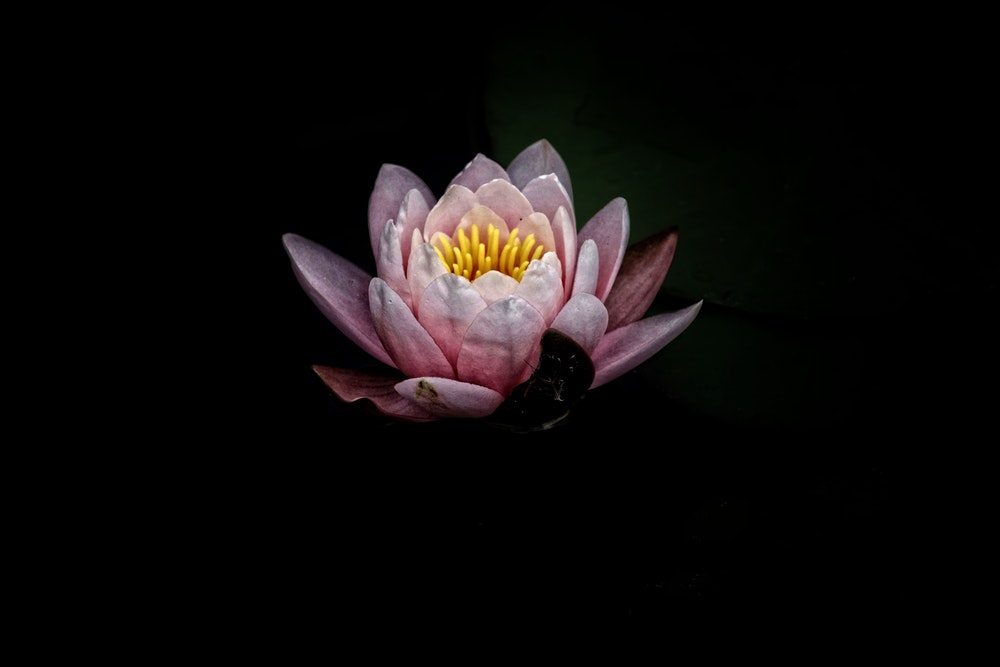 Water Lily In The Night - HD Wallpaper 