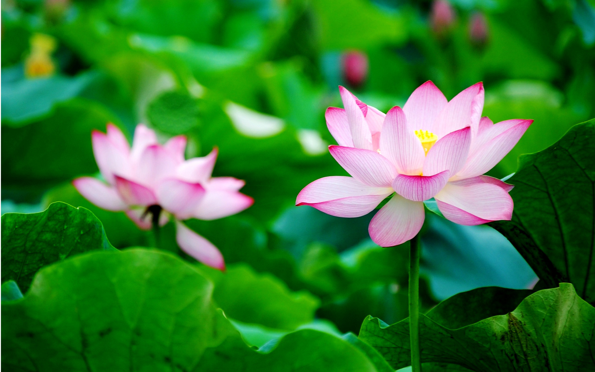 Pink Lotus Flower Wallpaper - HD Wallpaper 