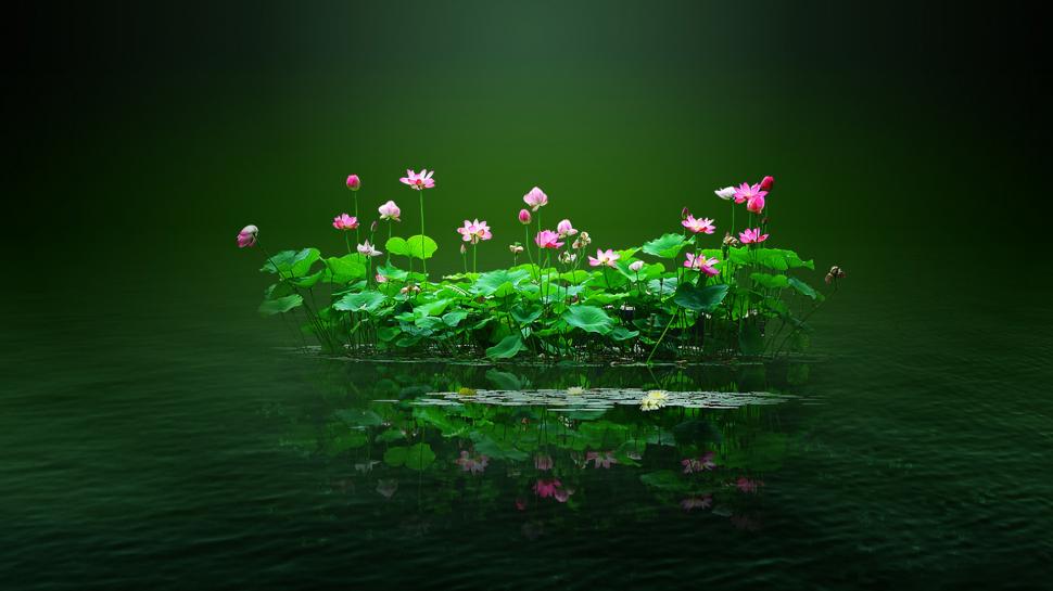 Lotus Pond, Lotus, Flowers, Pink, Water, Petal, Lotus - HD Wallpaper 