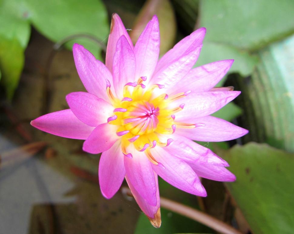 Pretty Lotus Wallpaper,lotus Hd Wallpaper,pretty Hd - HD Wallpaper 